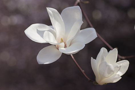 Interesting Meaning and Symbolism of a Magnolia Flower - Gardenerdy Magnolia Denudata, Love Of Nature, Flower Silhouette, Magnolia Flowers, Flower Meanings, White Magnolia, Magnolia Trees, Ornamental Plants, Magnolia Homes