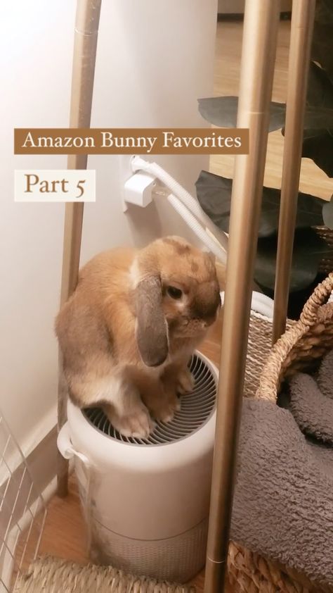 sincerelycinnabun on Instagram: The best thing for pet owners! Link in my bio! #hollandlop #houserabbit #rabbits #bunny #bunniesofinstagram #hollandlops #instabun… Rabbit Set Up Indoor Free Roam, Bunny Indoor Set Up, Bunny Habitat Indoor, Rabbit Enclosure Indoor, Indoor Bunny Habitat, Rabbit Set Up Indoor, Bunny Cage Ideas, Bunny Room Indoor Rabbit, Indoor Rabbit Setup