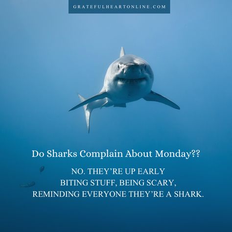 Are you going to walk around all day with a "case of the Mondays" or are you going to get out there and be a shark? Bring it on, Monday! #caseofthemondays #mondaymotivation #mondaymorning Monday Shark Quote, Shark Quotes, Fit Quotes, Monday Memes, Cute Shark, This Is Us Quotes, Work Quotes, Uplifting Quotes, Bring It