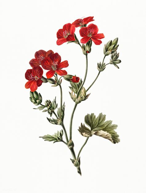 Vintage illustration of Red flower | premium image by rawpixel.com Zestaw Ikon, Flowers Illustration, Botanical Illustration Vintage, Flower Branch, Botanical Drawings, Digital Flowers, Watercolor Drawing, Bunch Of Flowers, Botanical Flowers