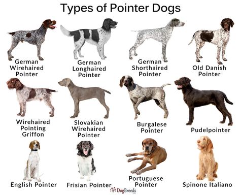 German Pointer Puppy, English Pointer Dog, Griffon Dog, Unique Dog Breeds, German Shorthaired Pointer Dog, Dog Breeds List, Pointer Puppies, Dog Varieties, Pointer Dog