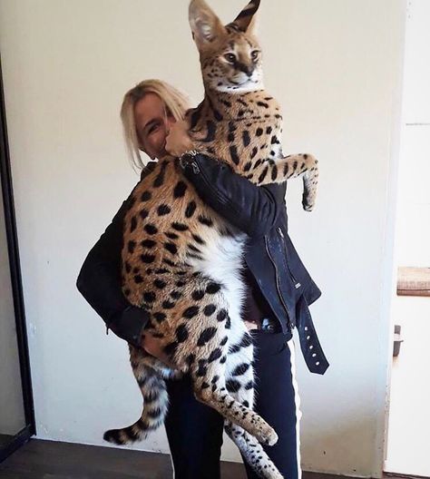 savanah cat Savanna Cat, Hybrid Cat, Serval Cats, Exotic Cats, Savannah Cat, Pretty Animals, Cute Wild Animals, Cute Cats And Kittens, Pretty Cats