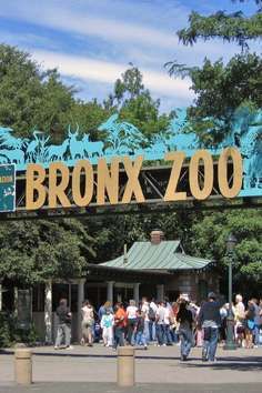 El Bronx Zoo es un zoológico ubicado dentro del Bronx Park en el Bronx, un distrito de la ciudad de Nueva York. Es uno de los zoológicos más grandes de los Estados Unidos por área, que comprende 265 acres de tierras de parques y hábitats naturalistas separados por el río Bronx. En promedio, el zoológico tiene 2.15 millones de visitantes cada año a partir de 2009. New York Zoo, The Bronx New York, Road Trip Places, Bronx Zoo, Bronx New York, Places In New York, New York Museums, Us Travel Destinations, Family Vacation Destinations