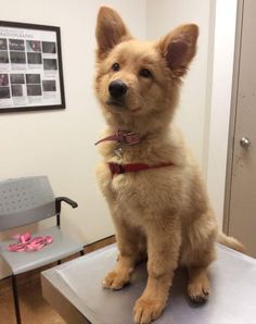 SO FLUFFY!  This German shepherd and golden retriever mix, who is being very good at the vet: Golden Retriever Mix, Dog German, Handmade Dog Collars, Mixed Breed Dogs, Golden Retriever Puppy, Retriever Puppy, Shepherd Puppies, Golden Retrievers, German Shepherd Puppies