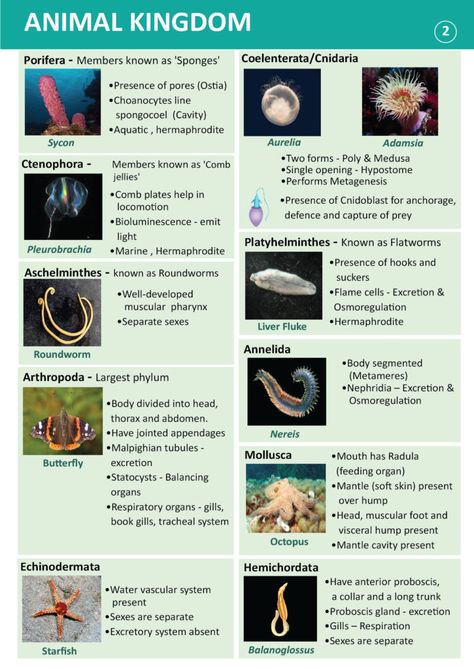 Phylum Hemichordata: Characteristics, Classification, Examples Neet Exam Notes Biology Animal Kingdom, Phylum Notes, Neet Exam Notes Biology Tricks Animal Kingdom, Animal Kingdom Notes Neet, Animal Kingdom Notes Class 11, Kingdom Animalia Notes, Animal Kingdom Notes, Biological Classification Notes, Class 11 Biology Notes