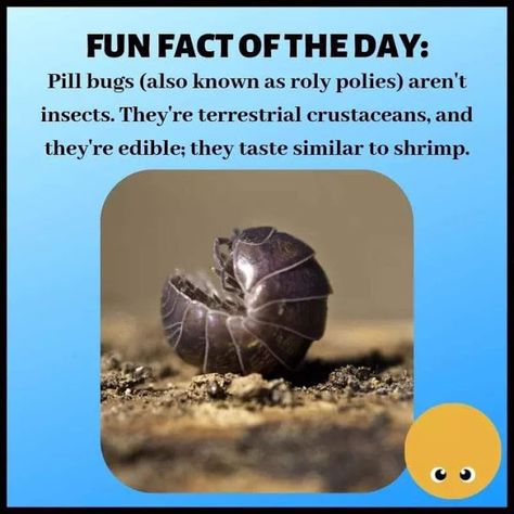 Bug Facts, Animal Facts Interesting, Classroom Pets, Funny Lists, Pill Bug, Cool Bugs, Fact Of The Day, Facts For Kids, Crustaceans