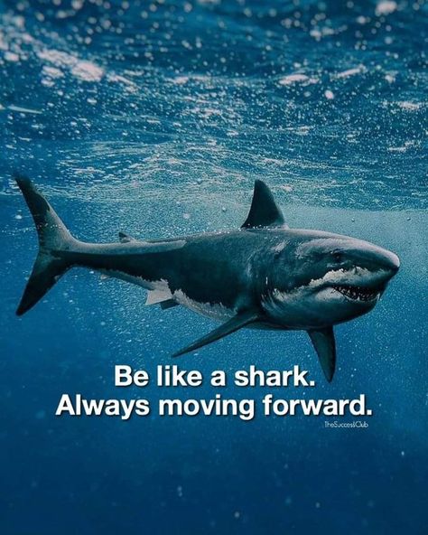 Shark Quotes, Hustle Quotes, Motivational Quote, Sharks, Moving Forward, Motivational Quotes, Illustrations, Quotes, Quick Saves