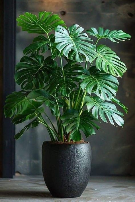 Indoor Plants Decor, Tall Indoor Plants, Plant Wishlist, Indoor Greenery, Balcony Plants, Tropical Gardens, Plant Shop, Best Indoor Plants, Plants Decor