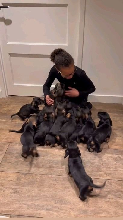 I Love Dachshund™ (@iluvdachshund) • Instagram photos and videos Baby Dachshund, Very Cute Dogs, Dachshund Puppies, Dachshund Lovers, Big Dog, Cute Funny Dogs, Weiner Dog, Cute Dogs And Puppies, Funny Dog Videos