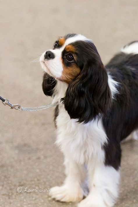 King Charles Cavalier Spaniel Black & Tan, King Charles Cavalier Spaniel Tri Color, Tricolor Cavalier King Charles Spaniel, Cavalier King Charles Spaniel Colors, Tricolour Cavalier King Charles Spaniel, Caviliar King Charles Spaniel, Cavalier King Charles Spaniel Puppies, King Charles Cavalier Spaniel Black, Cavier King Charles Spaniel