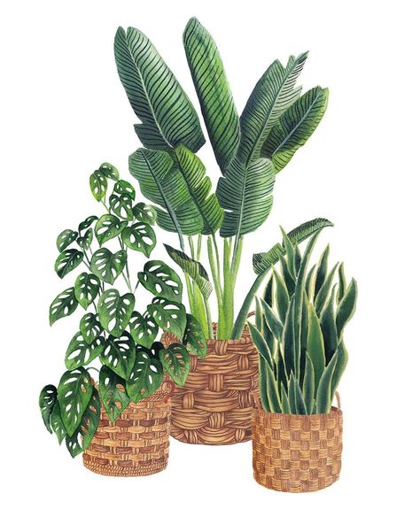 House plant pots