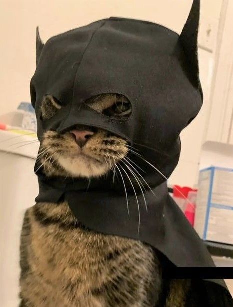 A Cat, Batman, Mask, Funny