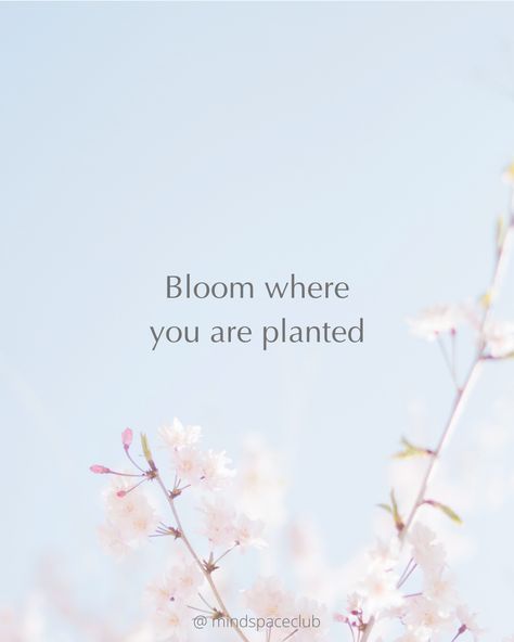 No matter where you are You'll bloom where you are planted 🌼 . . #love #lifestyle #instagood #motivation Bloom Where You Are Planted, Love Lifestyle, Diy Canvas Art Painting, Diy Canvas Art, Diy Canvas, Canvas Art Painting, Friends Quotes, Kitchens, Blossom