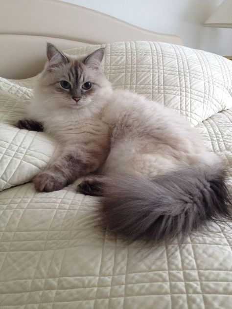 Grey And White Ragdoll Cat, Cute Siberian Cat, Seal Ragdoll Cat, Baby Ragdoll Cat, White Ragdoll Cat Aesthetic, Grey Ragdoll Cat, Siberian Cat Aesthetic, White Siberian Cat, Siberian Cat Kitten