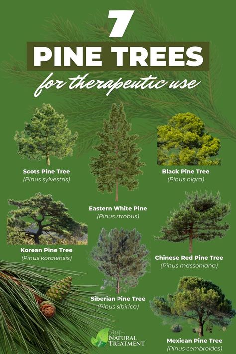 Pine Cone Identification, What Can You Do With Pine Needles, White Pine Needle Tea, How To Use Pine Needles, Pine Needle Benefits, White Pine Needle Tea Benefits, Things To Do With Pine Needles, Pine Needle Oil Benefits, Pine Needle Recipes