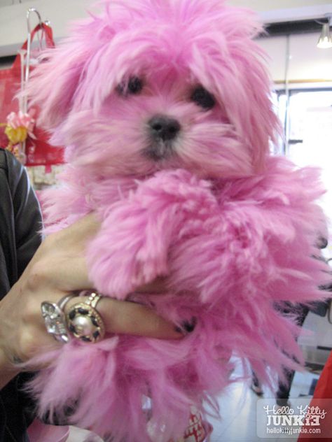 pink dog Pink Playground, Maltipoo Haircuts, Pink Runway, Glitter Rosa, Lamp Decoration, Pink Puppy, Cherry Blossom Festival, I Believe In Pink, Pink Power