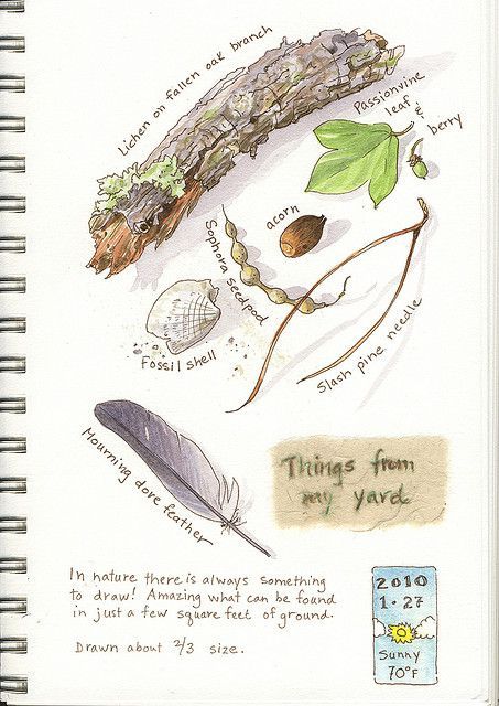 Nature walk and notebook ideas . . .  Nature Art Journal - Elizabeth Smith Art Journal Drawings, Journal Drawings, Elizabeth Smith, Nature Sketch, Watercolor Journal, Image Nature, Garden Journal, Nature Drawing, Nature Study