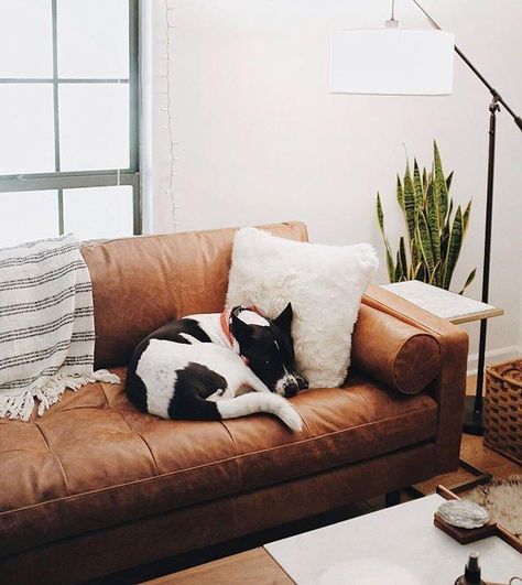 Read this before buying a leather sofa! – Poly & Bark What Size Coffee Table, Poly And Bark, Poly & Bark, Coffee Table Size, Adorable Puppy, Leather Couch, Affordable Furniture, Exterior House Colors, Eclectic Decor