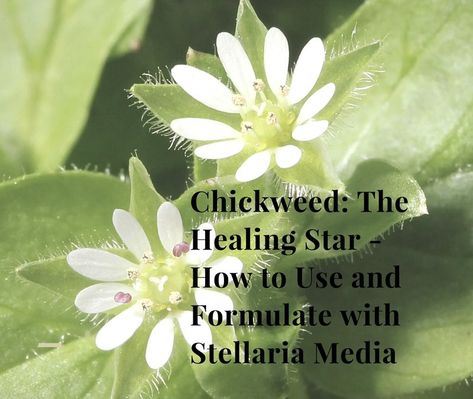 Chickweed Benefits, Chickweed Tea Benefits, Burning Mugwort Benefits, Healing Flowers Medicinal Plants, Witch Hazel Tincture, Chickweed Tincture, Medicinal Wild Plants, Infused Oils, Flower Therapy