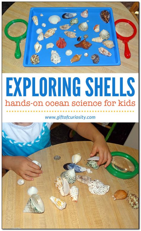 Shell activities for kids - ordering, sorting, examining, and experiencing them with all five senses | Ocean science for kids || Gift of Curiosity Shell Activities, Beach Theme Preschool, Ocean Activities Preschool, Ocean Theme Preschool, Sea Activities, Toddler Curriculum, Ocean Unit, Ocean Science, Ocean Activities