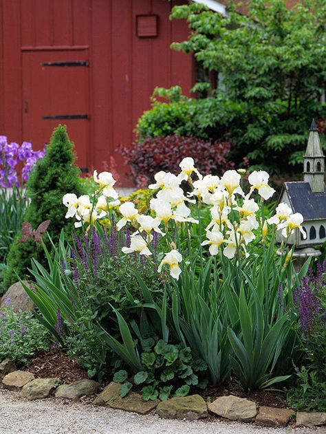 If you want to grow bearded iris in your yard or garden, this article is a must-read, because it includes everything you need to know about growing irises. We’ll teach you how to grow, maintain, and divide bearded iris, which is one of the most elegant flowers for spring and summer. Easy To Grow Flowers, Growing Irises, Grow Flowers, Garden Wallpaper, Iris Garden, Have Inspiration, Bearded Iris, Iris Flowers, Garden Cottage