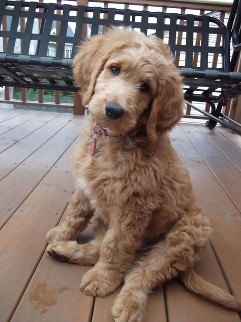 Golden Retriever Mixes: 20 Great Crossbreeds You’ll Love Goldendoodle Haircuts, Doodle Puppy, Yorkshire Terrier Puppies, Goldendoodle Puppy, Doodle Dog, Golden Retrievers, Dolly Parton, Labradoodle, Dog Houses