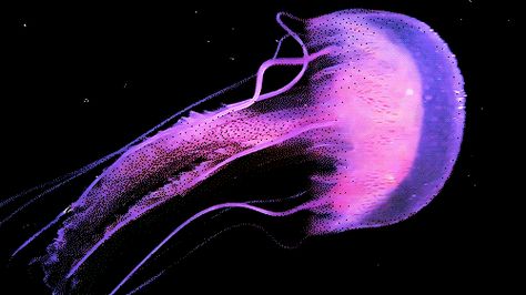 tumblr_mt6hmoX7VV1s5jjtzo1_500.gif (500×281) Jellyfish Gif, Stim Gifs, Stim Board, The Adventure Zone, Jelly Fish, Ocean Creatures, Aesthetic Gif, Under Water, Sealife