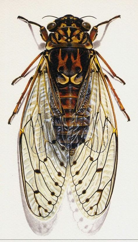 aquarelle insecte ☆ Cicada Illustration, Cool Insects, Insect Tattoo, Beetle Insect, Cool Bugs, Bug Art, Beautiful Bugs, Creepy Crawlies, Arthropods