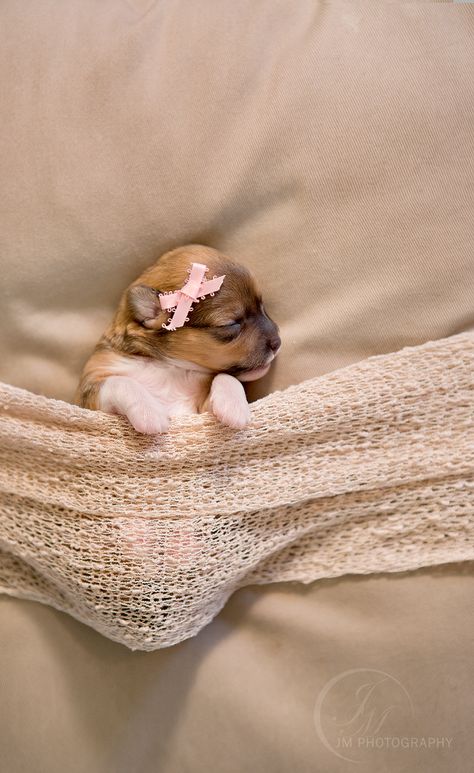 So adorable! This newborn puppy photoshoot will melt your heart. Newborn Puppy Photoshoot Ideas, Puppy Photoshoot Ideas, Photoshoot Ideas Christmas, Puppy Photoshoot, Newborn Puppy, Puppy Litter, Puppy Pics, Boston Terrier Funny, Puppy Photography