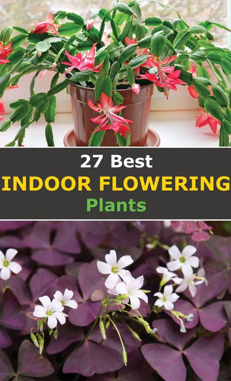 Plants For Beginners, Flowering House Plants, Indoor Flowering Plants, Kitchen Plants, Household Plants, Plants To Grow, Fragrant Plant, Inside Plants, Growing Plants Indoors