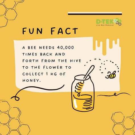 What Do Bees Represent, Bees Facts, Minibeast Display, Bee Hive Art, Fun Facts About Bees, Bee Identification, Honey Business, Honey Bee Facts, Honey Bees Keeping