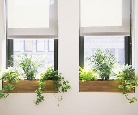 Indoor window boxes with leafy greens. Kitchen Window Plants, Indoor Window Planter, Indoor Window Boxes, Best Office Plants, Windows Office, Café Design, Plant Window, Window Plants, Window Box Flowers