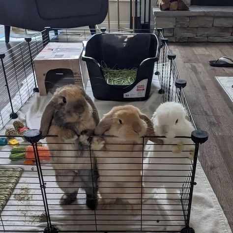 Bunny Room, Pet Bunny Rabbits, Indoor Rabbit, Mini Lop, Bunny Care, Bunny Cages, Cute Bunny Pictures, Bunny Mom