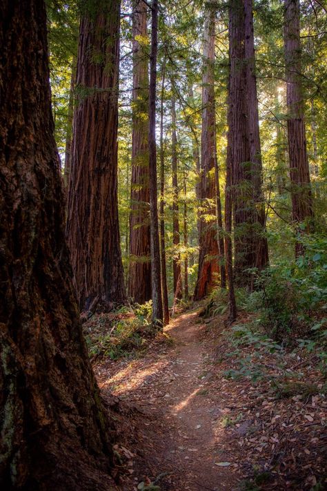 California Redwoods Aesthetic, The Bay Area Aesthetic, Ascent Logo, Bay Area Aesthetic, Red Wood Forest, Wooded Area, Dublin Ireland Travel, Places In California, The Bay Area