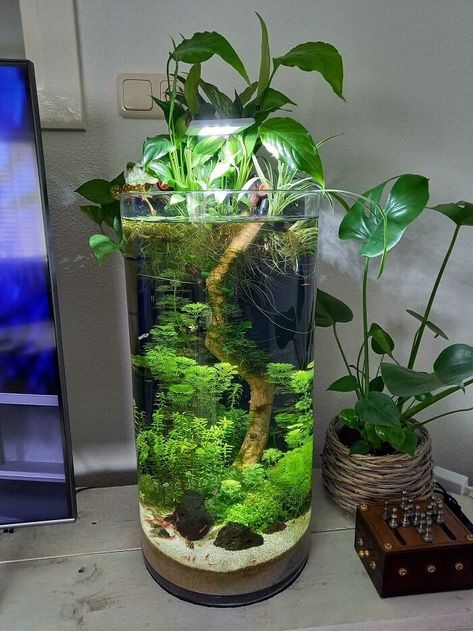 Planted Terrarium Tank, Betta Vase With Plant, Plant Only Aquarium, Planted Vase Aquarium, Vase Fish Tank Ideas, Aquatic Plant Terrarium, Cool Aquarium Ideas, Idee Deco Aquarium, Cute Aquarium Ideas