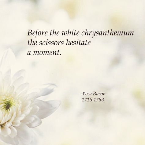 Before the white chrysanthemum the scissors hesitate a moment - Yosa Buson Chrysanthemum Quotes, Flower Poetry, Japanese Haiku, Japanese Poetry, Haiku Poetry, Haiku Poems, White Chrysanthemum, Zen Quotes, Writing Poetry