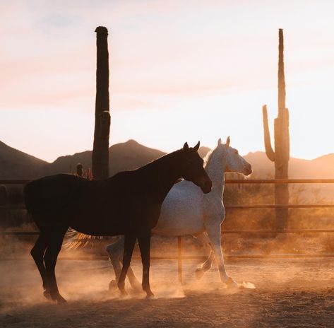 @ emogoatmom IG #arizona #horses #westernaesthetic #cowgirl #cowboy Spirit Horse Movie, Spirit The Horse, Horse Movies, 5 Year Plan, Cowgirl Cowboy, Western Aesthetic, Life Goals, Rodeo, Arizona