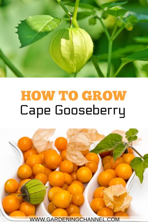 Learn how to grow Cape Gooseberry, also called ground cherry. Learn the five varieties and which will grow best in your location. #gardeningchannel #gardening #fruitgardening How To Grow Gooseberries, Gooseberry Tree, Gooseberry Plant, Ground Cherry, Tomatoes In Containers, Cape Gooseberry, Edible Gardening, Growing Fruit Trees, Growing Tomatoes In Containers