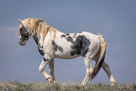 SW Goudge | T H O R • With his unique coloring and attitude, Thor is one of the iconic stallions of McCullough Peaks. _____ Sony a1, 100-400mm lens | Instagram Wild Horses Mustangs, Horse Markings, Horse Coats, Horse Anatomy, Horse Colors, Horse Inspiration, Mustang Horse, Horse Boarding, Wild Mustangs