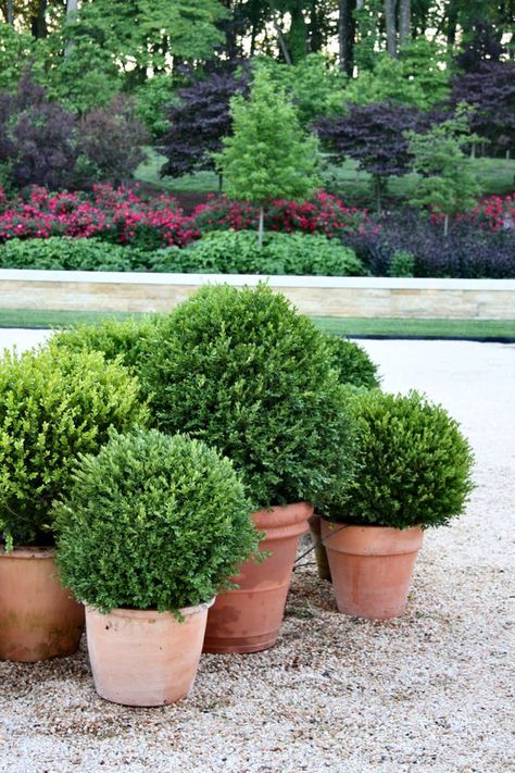 Boxwood Planters, Hamptons Garden, Buxus Sempervirens, Boxwood Garden, Savage Garden, Boxwood Balls, Potted Plants Outdoor, Landscape Elements, Tropical Garden