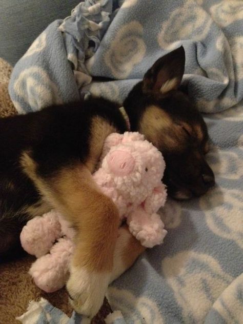 Lovely Pictures, Shepherd Puppies, German Shepherd Puppies, German Shepherd Dogs, Shepherd Dog, I Love Dogs, Dog Love, German Shepherd