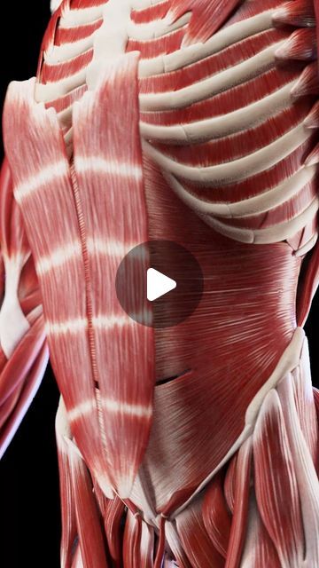 SciePro on Instagram: "Peel back the layers and explore the strength within 💪🔍.   Dive into our detailed 3D models of the abdominal muscle layers.   From the rectus abdominis to the deeper transversus abdominis, understand the complex structure that supports core strength and stability.   Ideal for fitness trainers, medical students, and anatomy enthusiasts. Enhance your knowledge or training programs with this in-depth view of abdominal anatomy.   License our models today for a comprehensive exploration of core muscles.   #AbdominalMuscles #CoreStrength #MedicalEducation #SciePro #science #meded #3d #vray #cg #3dmodel #zbrush #3danimation #medical #anatomy" Abdominal Anatomy, Zbrush Anatomy, Complex Structure, Rectus Abdominis, Transversus Abdominis, Flower Gift Ideas, Medical Anatomy, Medical Education, Core Strength