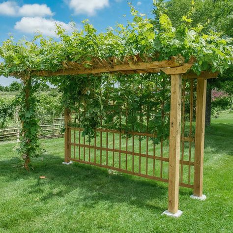 A grape vine trellis is a structure that provides support for grapevines, as the vines are not strong enough to support themselves. The main purpose of a Grape Vine Arches, Overhead Trellis Ideas, Grape Vine Over Deck, Yard To Garden Transition, Muscadine Grape Trellis, Garden Vines Trellis, Grapes Garden Ideas, Grape Vine Support Ideas, Trellis Ideas For Grape Vines