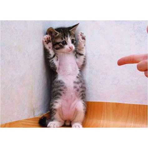 Funniest Animals, Baby Donkey, Funny Kittens, Cat Fun, Fun Facts About Animals, Precious Animals, Söt Katt, Animal Pics, Cat Funny