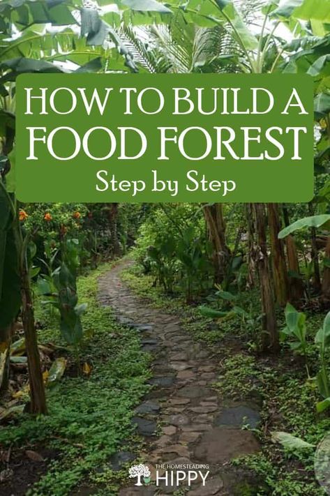 Supraviețuire Camping, Food Forest Garden, Pizza Sandwich, Pasta Food, Desain Lanskap, Permaculture Gardening, Food Forest, Have Inspiration, Forest Garden