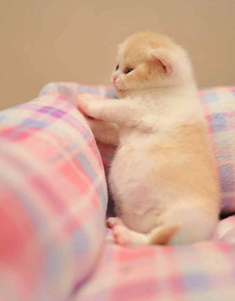 Fat cute kitten Fat Kitten, Cute Little Kittens, Baby Memes, Cute Kitten, Baby Kittens, Silly Animals, Little Kittens, Fat Cats