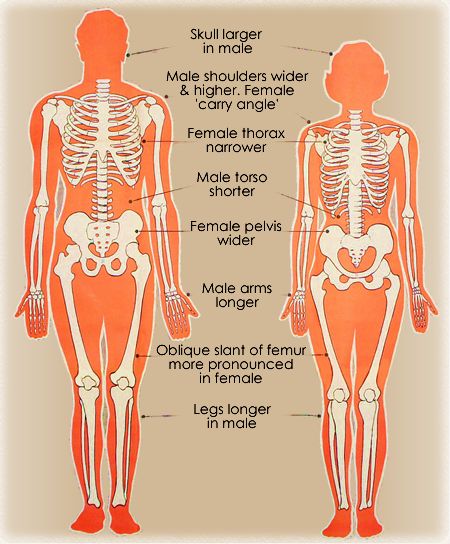 Male Anatomy Guidelines, Female Proportions Anatomy, Sketch Guidelines, Human Bone Structure, Simplified Anatomy, Skeleton Reference, Human Anatomy Female, Skeleton Muscles, Female Skull