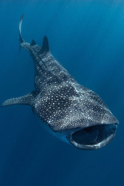 Whale Sharks Cute, Underwater Creatures Photography, Whale Shark Photo, Sea Fish Photography, Whale Shark Photography, Whales Photography, Sea Life Photography, Whale Photography, Cute Whale Shark