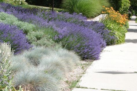 Low Maintenance Backyard, Blue Fescue, Foundation Planting, Planting Shrubs, Low Maintenance Landscaping, Ground Cover Plants, Pollinator Garden, Patio And Garden, Green Lawn