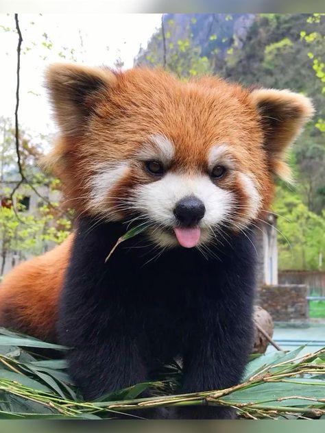 Animals, Pandas, Red Panda, Panda Bear, Lush, Forest, The World, Green, Red